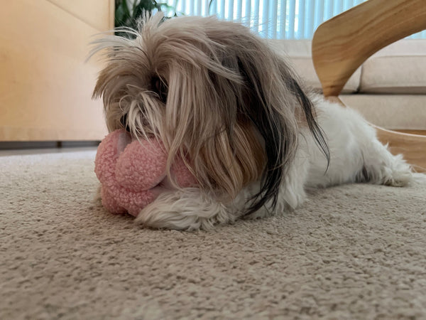 Harley Loves Playing with the Glory To Dog Snuffle Knot Toy