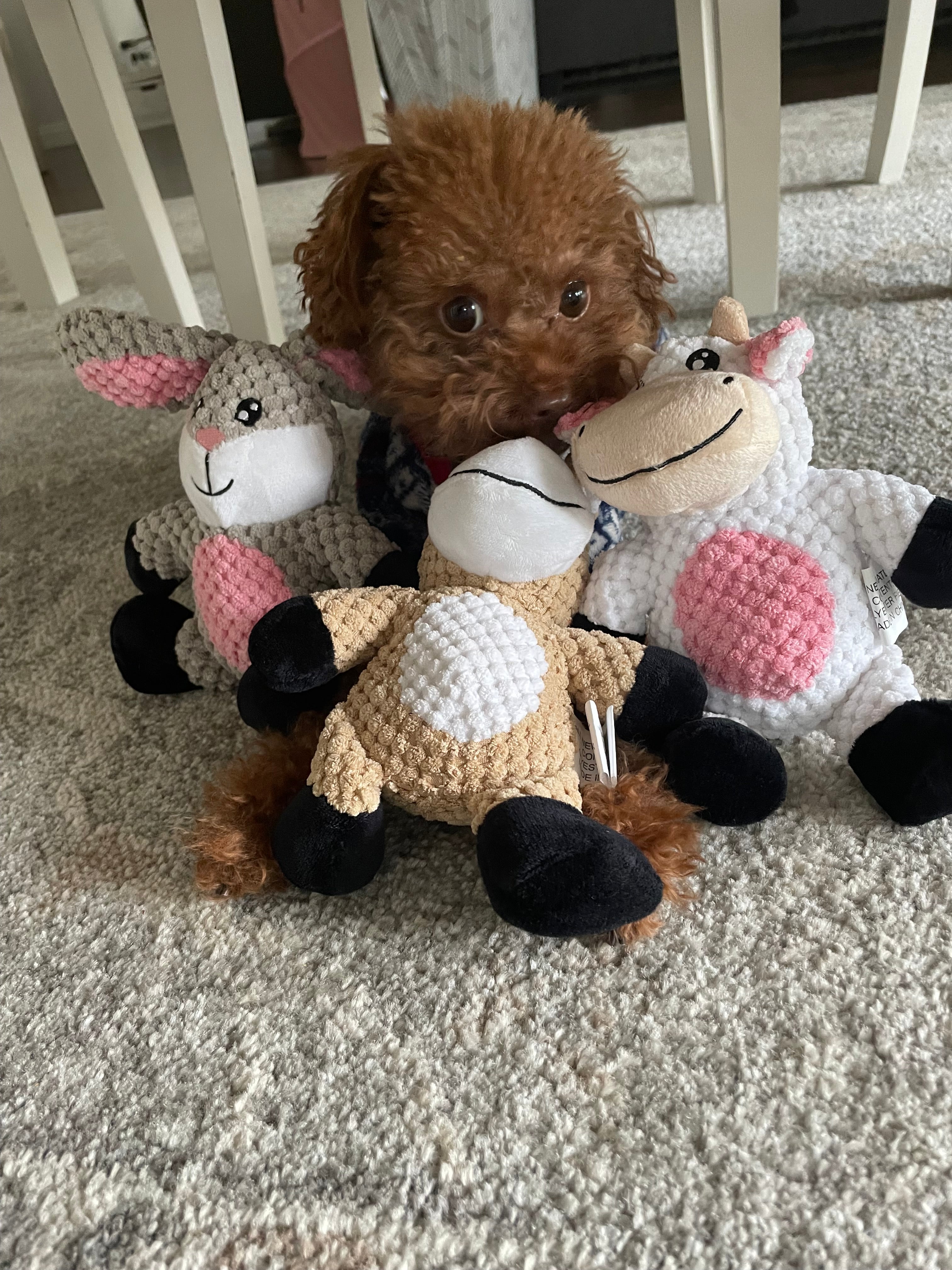 Glory To Dog Barnyard Rabbit Plush Dog Toy
